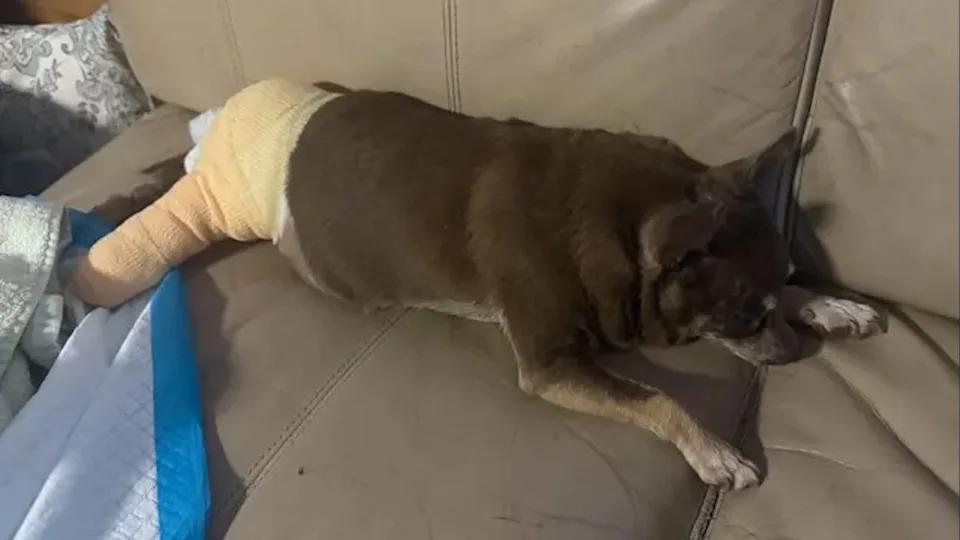 Mocha resting at home after emergency surgery and police rescue.