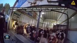 Murrieta, CA police bodycam footage showing Cavalier King Charles Spaniels inside crates inside a U-Haul truck cargo area.