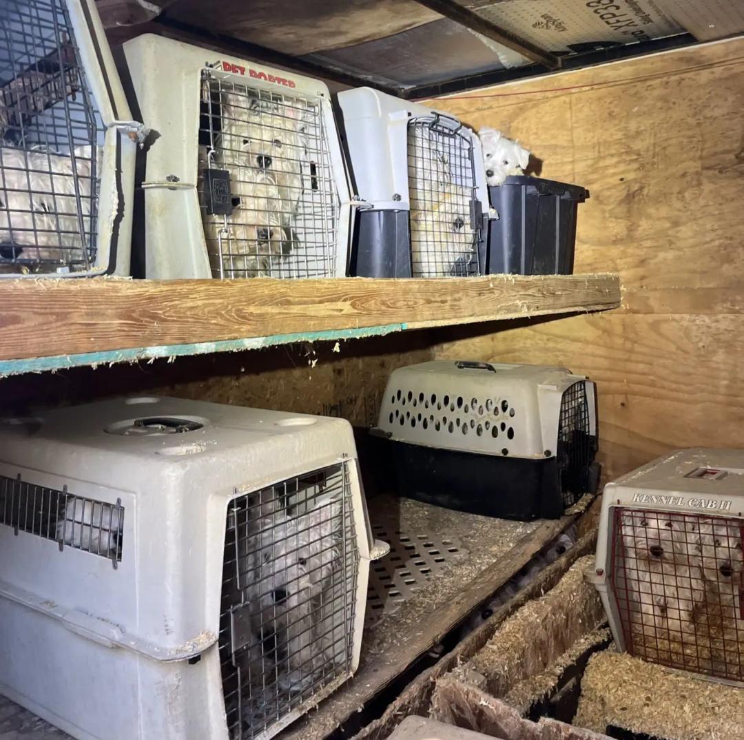 Plastic dog kennels stacked inside a cramped utility trailer holding rescued West Highland White Terriers.