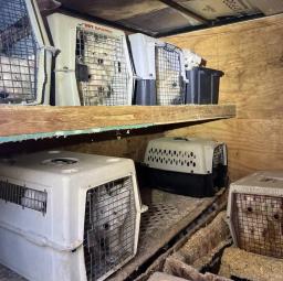 Plastic dog kennels stacked inside a cramped utility trailer holding rescued West Highland White Terriers.