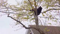 A young black bear perched on a branch in a residential Albany, NY neighborhood before relocation. 