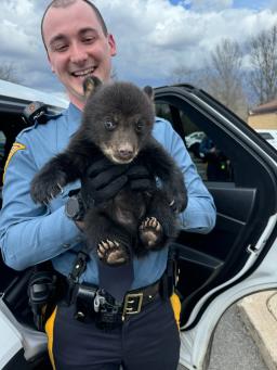Close-up of a rescued black bear cub being held by an NJSP trooper in Union Township.