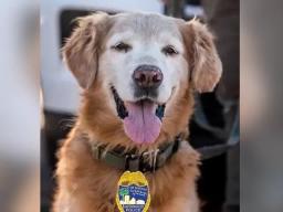 Close-up of K9 Ruger with a Jacksonville Sheriff's Office badge