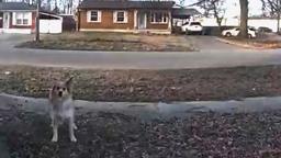 A friendly neighborhood dog that helped Louisville police officers locate a missing 3-year-old boy.