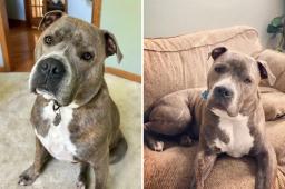 A brindle American Staffordshire terrier named Oakley, who was saved by the Aurora Police Department in a police dog rescue.