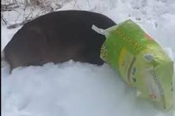 A deer with a bag on its head being assisted by New York law enforcement in the snow.
