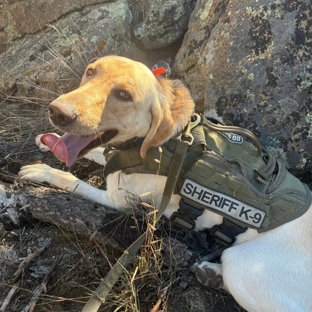 Chaffee County Sheriff K9 Deputy Archie lying near rocks wearing a green Sheriff K9 tactical harness