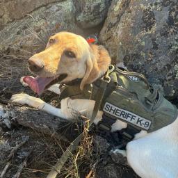 Chaffee County Sheriff K9 Deputy Archie lying near rocks wearing a green Sheriff K9 tactical harness
