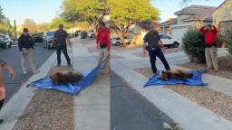 Ground crew assessing a groggy bear resting on a blue plastic safety tarp following a successful tree extraction.
