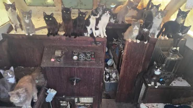 Dozens of rescued cats and kittens gathered inside the cabin of a sailboat off Owen Beach in Tacoma, Washington