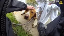 A bodycam view shows an officer comforting a wet brown and white dog on a concrete ledge next to a white towel.
